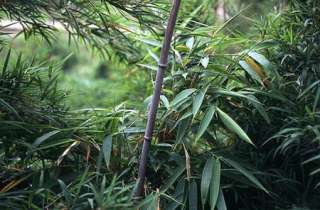 Ch. yunnanensis   black bamboo hardy   8 seeds  