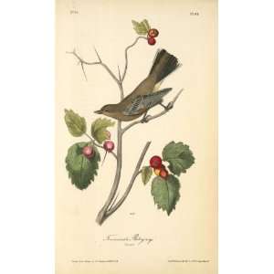   James Audubon   32 x 54 inches   Townsends Ptilogonys. Female Home
