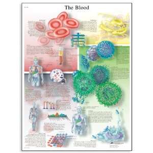   Paper The Blood Anatomical Chart, Poster Size 20 Width x 26 Height