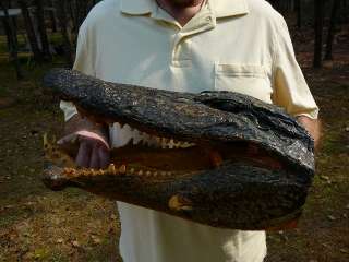   18 3/8 large Deformed Gator ALLIGATOR Aligator HEAD teeth TAXIDERMY
