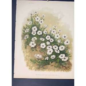  White Rock Flax Linum Viscosum Flower Colour Print