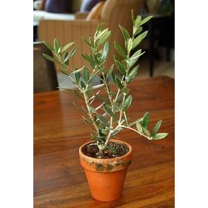 Mini Olive Tree   Olea europaea Patio, Lawn & Garden