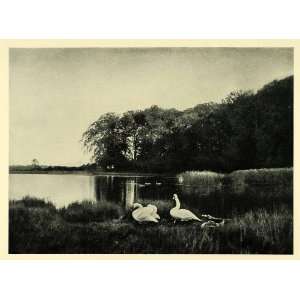  1949 Print Lake Fuglesang Denmark Wild Swans Wildlife Bird 