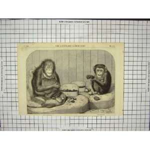  Chimpanzee Monkey Ourang Outang Old Antique Print