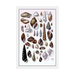  Shells Trachelipoda #1 24x36 Giclee