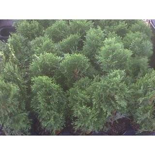 Thuja Emerald Green Arborvitae ~ 30 trees~  4 inch pot. Most popular 