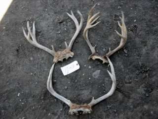 BIG 112 3/8 Blacktail Deer Rack antlers mule whitetail  