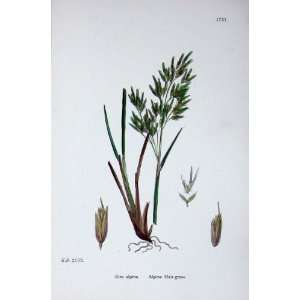  Botany Plants C1902 Alpine Hair Grass Aira Alpina