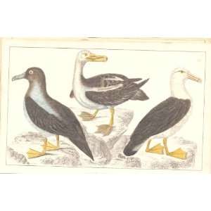  H/C Birds 1852 Goldsmith 3 Species Albatross