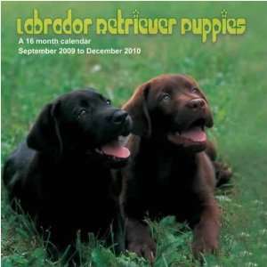 Labrador Retriever Puppies 2010 Wall Calendar  Sports 