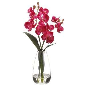   Plant X2 in Glass Vase Two Tone Fuchsia (Pack of 4)