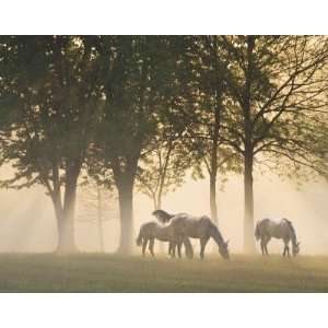 Monte Nagler   Horses In The Mist 