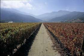   lesser known grape varietal carmenere carmenere is the lost bordeaux