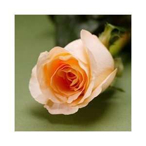   FRESH Roses Peach   16 Inch / 36 cm Length Each Stem 