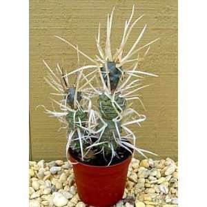  Paper Spine Cactus  Tephrocactus andicolus   Easy to grow 