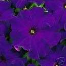 Petunia Dreams Midnight   25 Flower Seeds *Deep Blue*  