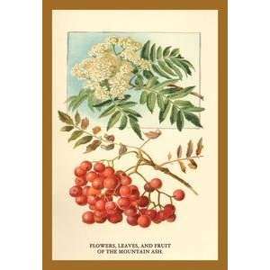  Vintage Art Flowers, Leaves, and Fruit Of The Mountian Ash 