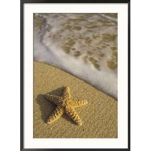  Starfish and Surf of Makena Beach, Maui, Hawaii, USA 