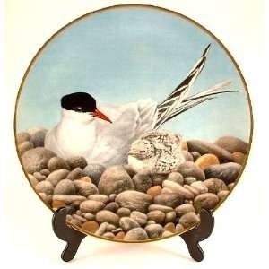   bird plate from the Sumner Collection   Tern   CP809