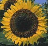 Taiyo Sunflower (Helianthus annuus)   50+ SEEDS.  