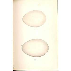  2 H/C Meyer Bird Eggs 1842 Egyptian & Swan Goose