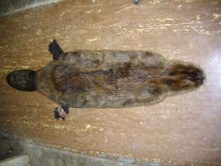   LB BEAVER SKIN FOR FULL TAXIDERMY MOUNT EXCELLANT FUR, & HIDE  