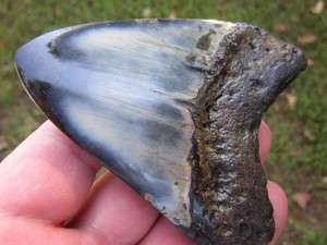 LARGE 3 3/4 MEGALODON SHARK Tooth Fossil Teeth Megladon South Carolina 