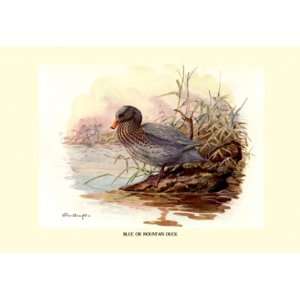  Blue or Mountain Duck 20x30 Poster Paper