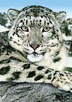 Snow Leopard Cross Stitch Pattern Cats  