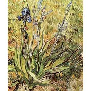 Iris Plant Poster Print 