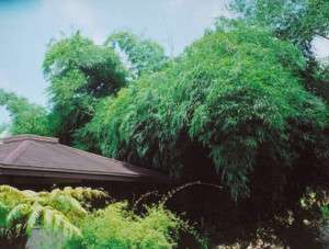 Dendrocalamus membranaceus   giant bamboo   15 seeds  