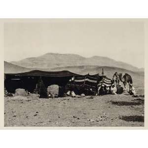  1929 Bedouin Beduin Tent Camels Beduini Thebes Egypt 