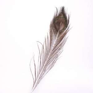 Peacock Eye Tail Feather for Halloween Costume Mask  Toys & Games 