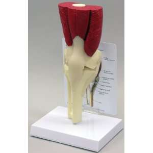 Muscled Knee Anatomical Model Bone Joint  Industrial 