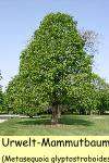 Bis 1945 galt dieser Baum als ausgestorben, bekannt aus der Kreidezeit 