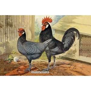  Andalusians (Chickens)   Poster (18x12)