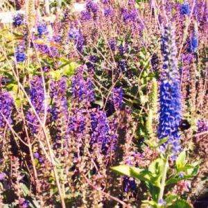   May Night Meadow Sage Plant S1188CL 
