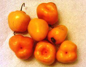 Orange Manzano / Rocoto Pepper   Black Seeds (3 Qty)  
