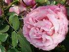 Other Patented Roses, David Austin Roses items in tans treasures 