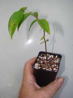   LIVE Seedlings RARE FRUIT Beautiful Tree Myrciaria vexator  