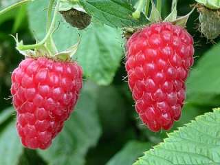 On rencontre également les variétés boysenberry , veitchberry et 