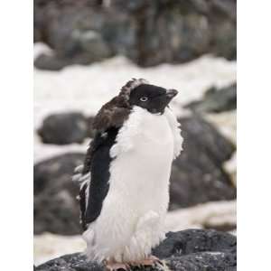 Adelie Penguin Moulting, Yalour Island, Antarctic Peninsula 