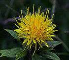 PURE SAFFLOWER OIL COLD PRESSED ORGANIC UNCUT RAW from