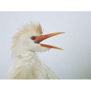 Cattle Egret Wet from Rain and Calling at St. Augustine Alligator Farm 