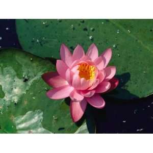  A Close View of a Pink Fragrant Water Lily Stretched 