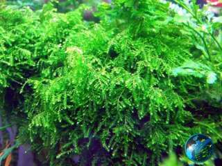Weeping Moss  Live Plant for Glass Aquarium Fish Tank  