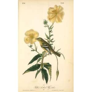   John James Audubon   24 x 40 inches   Yellow bellie