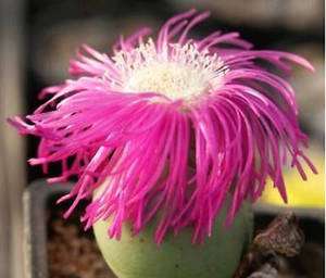   delaetii @ rare mesemb flowering living stones cactus seed 100 SEEDS