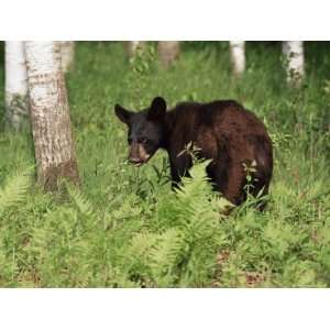 Black Bear Cub (Ursus Americanus), in Captivity, Sandstone, Minnesota 
