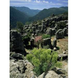 Flowering Plants and Rock Formations, Koprolu National Park, Antalya 